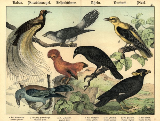 catalogue-doiseaux_voegel_45-1680x1276